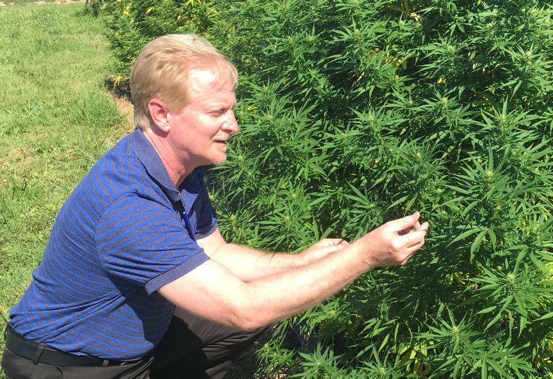 Studying Hemp Pests & Pest Management with Chris Tipping